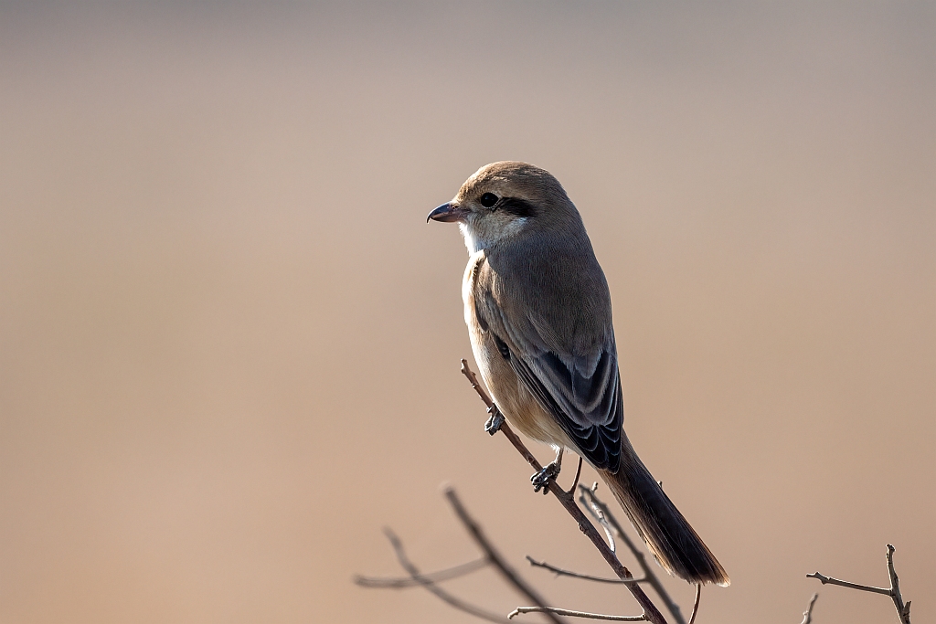 Isabelline Shrike